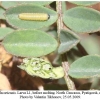 colias alfacariensis lava1b